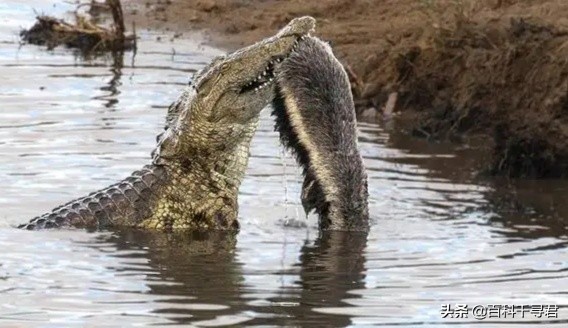 蜜獾不怕毒蛇吗,蜜獾无所畏惧