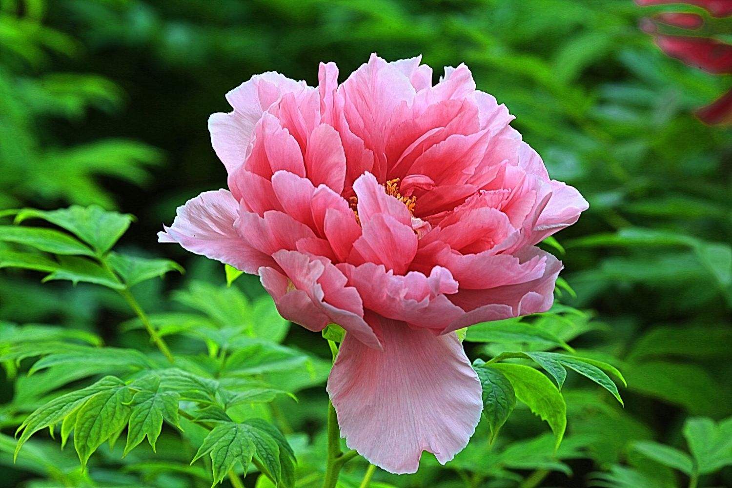 小学生必读名著伊索寓言,中考寓言童话类阅读理解答题技巧