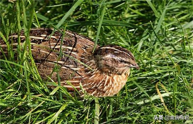 鹌鹑疾病大全图文,鹌鹑常见病和常用药