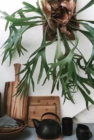 置爱｜植物1.0是种在盆儿里的，植物2.0都趴在墙上的