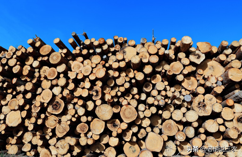 老农说：“柳木菜墩椿木案，桐木棺材金不换”，这是怎么回事？