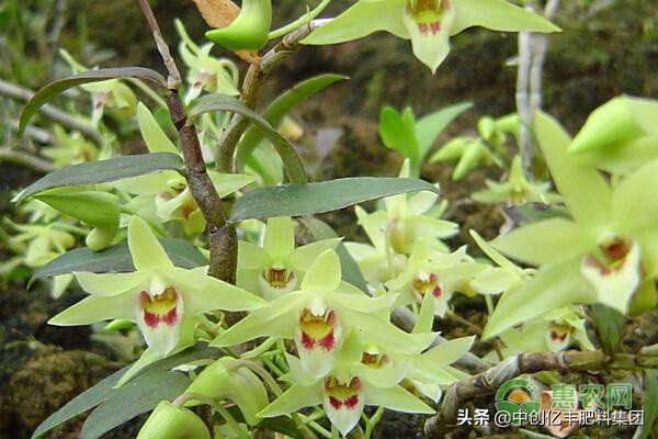 石斛的根腐病,石斛得了软腐病怎么办