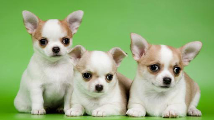 吉娃娃固定神器,吉娃娃正确玩法视频