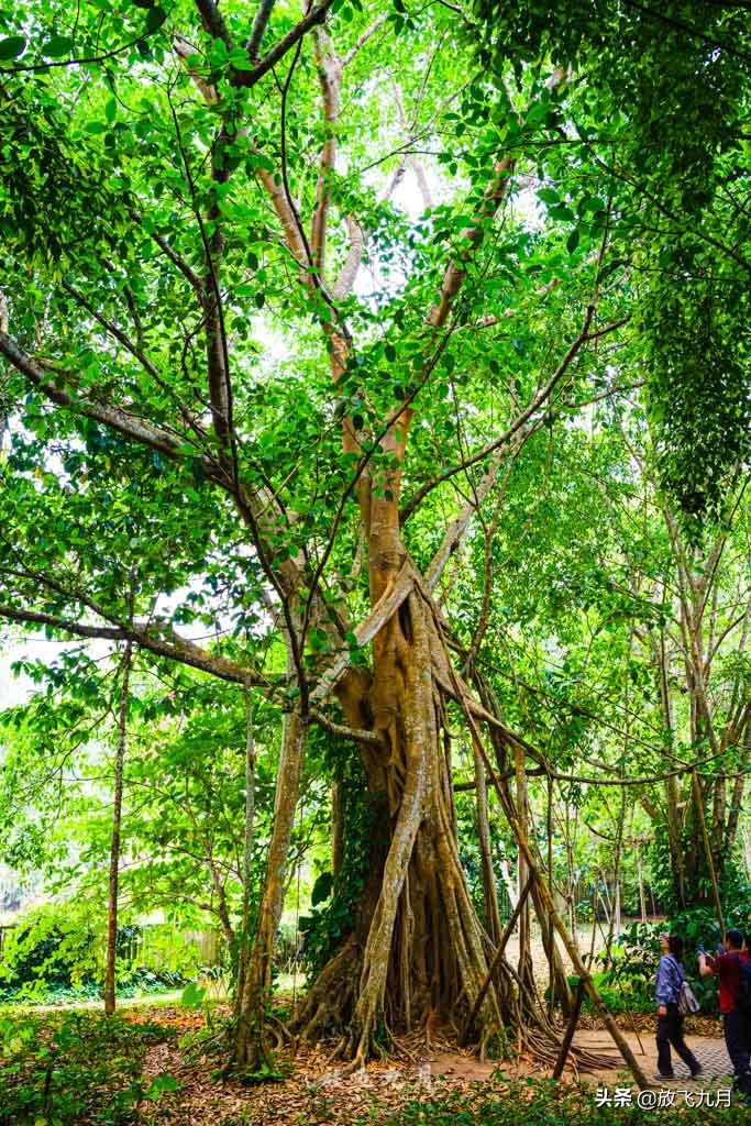 广州到西双版纳自驾沿途景区,云南西双版纳游必去十大景点