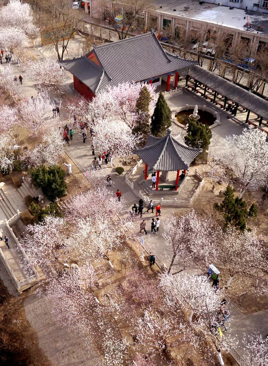 天津除了桃花堤哪里还有桃花,天津看桃花的北运河桃花堤