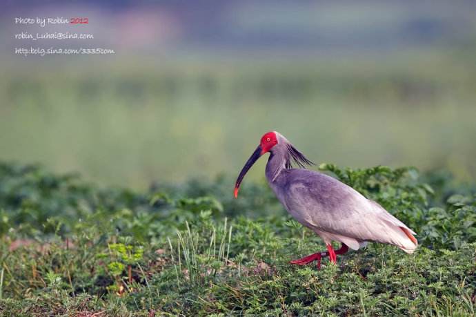 中国赠送日本最珍贵的动物，并非大熊猫，帮助日本皇室摆脱尴尬
