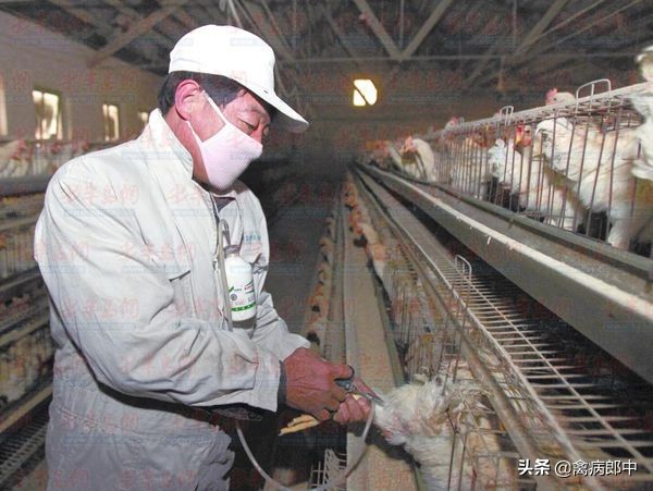 鸡传染性鼻炎都肿头肿脸吗,鸡单侧流鼻涕脸肿怎么治疗