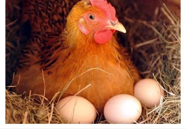 老外说你layanegg，千万别理解为“下了个蛋”