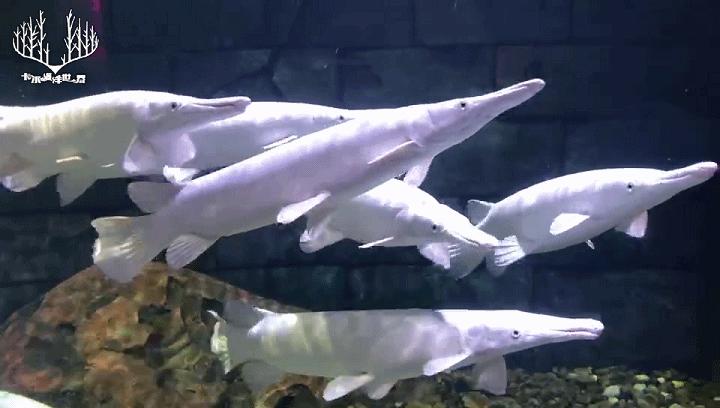 世界十大最凶猛淡水鱼之鳄雀鳝,海洋大揭秘之鱼类大科普海鳝