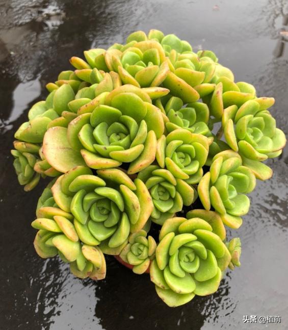 百合莉莉多久可以砍头繁殖,百合莉莉叶片发红