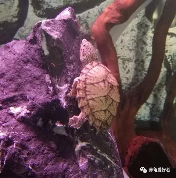 绿水养龟咬尾怎么办,大龟跟小龟怎么防止咬尾