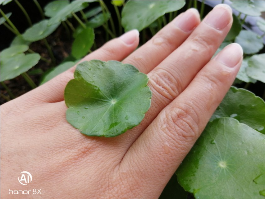 盆栽无花果夏天可以给它换盆吗,夏天买的金枝玉叶什么季节换盆