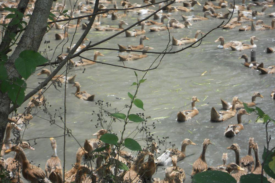 蛋鸭初期如何增加营养,蛋鸭饲料最少的养法