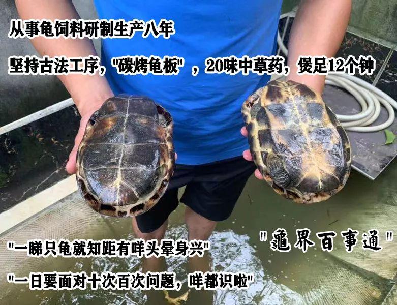 龟界百事通做的龟苓膏，煲前还要先玩火