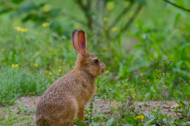 农村常见的动物抓了判刑,农村常见的10种野生动物