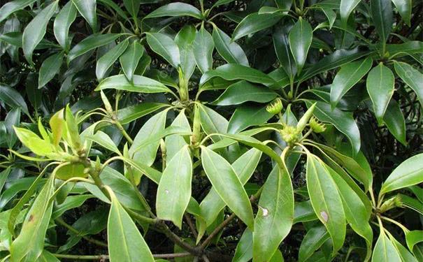 地枫皮作用,地枫皮功效与作用是什么