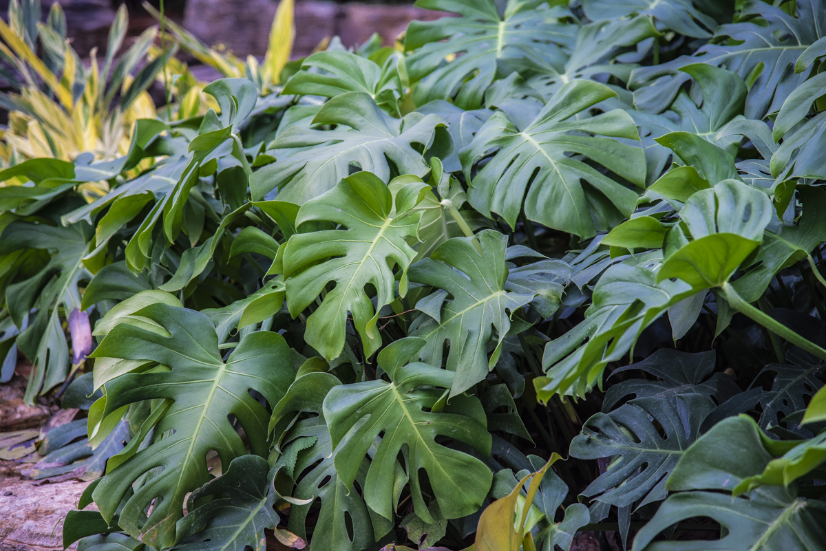 洋湖国家湿地公园,洋沙湖国家湿地公园马鞭草