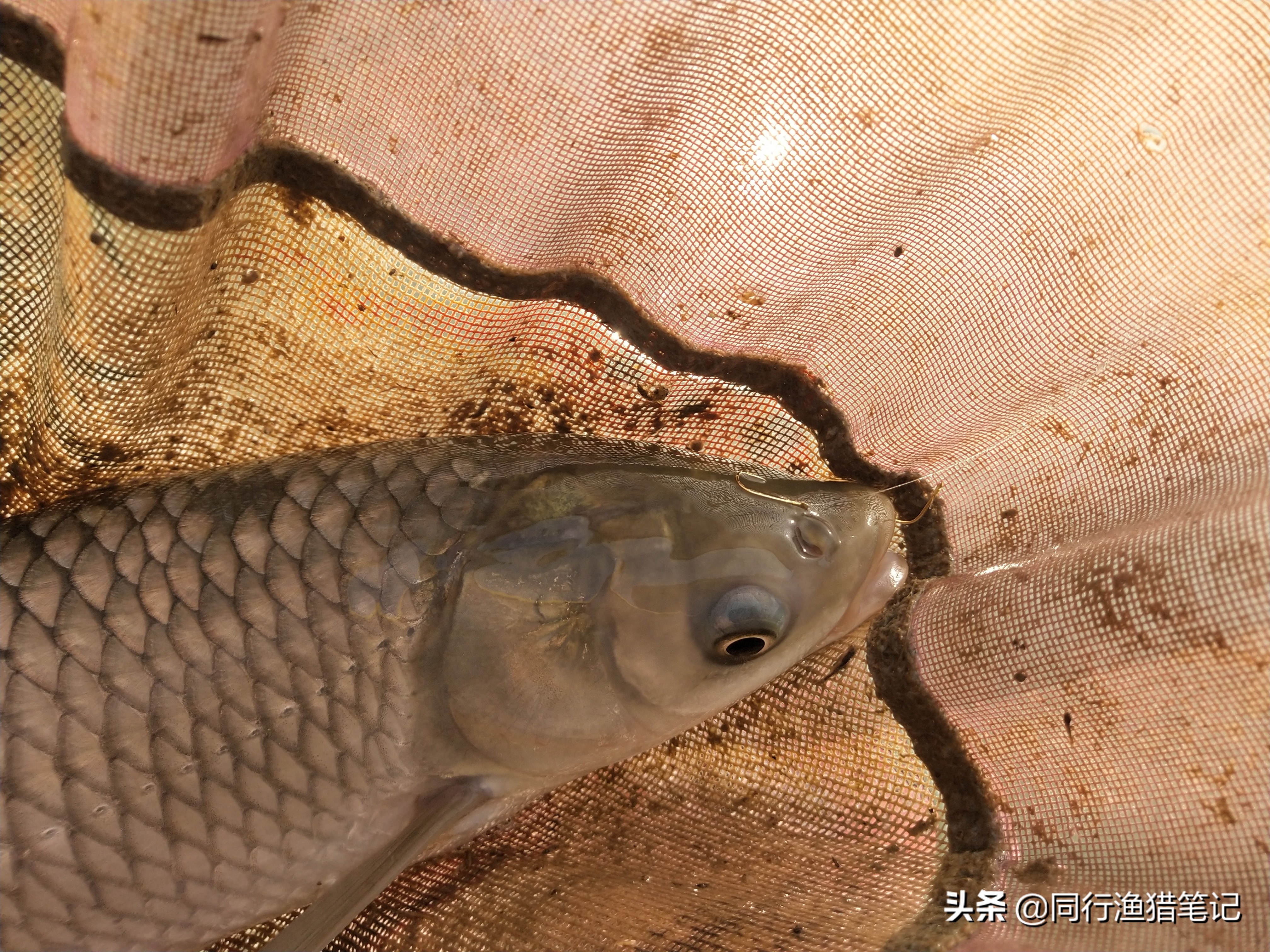 草鱼怎么钓才能钓得又大又好,钓草鱼的几种钓法多年实用总结