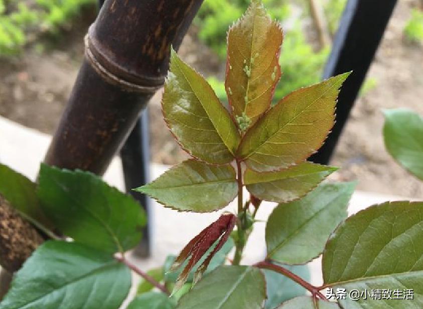 月季花是“药罐子”，常见10种病虫害，预防第一，救治第二