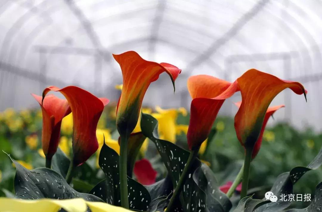 我们要评“国花”了！网友又吵翻了天！你pick哪种？