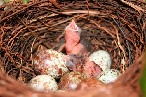 从雏鸟长到成年要多长时间,刚出壳的幼鸟大鸟怎么喂养幼鸟