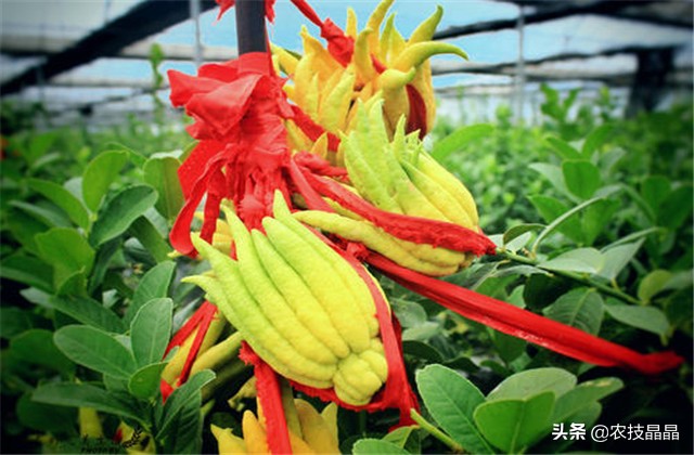 药材佛手种植技术和方法,佛手果树的种植技术