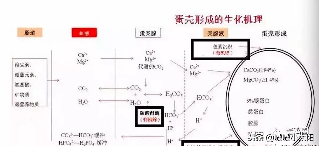 蛋壳是如何形成的？破蛋、软蛋多是咋回事？
