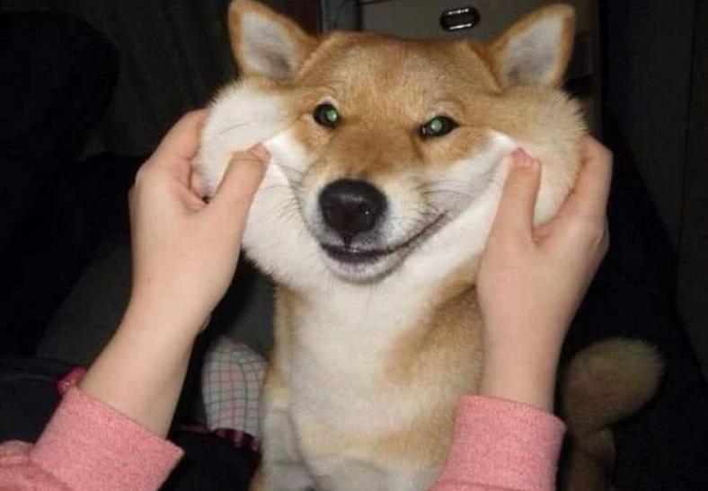 狗狗冬天暖宝宝,适合抱着睡觉的狗狗