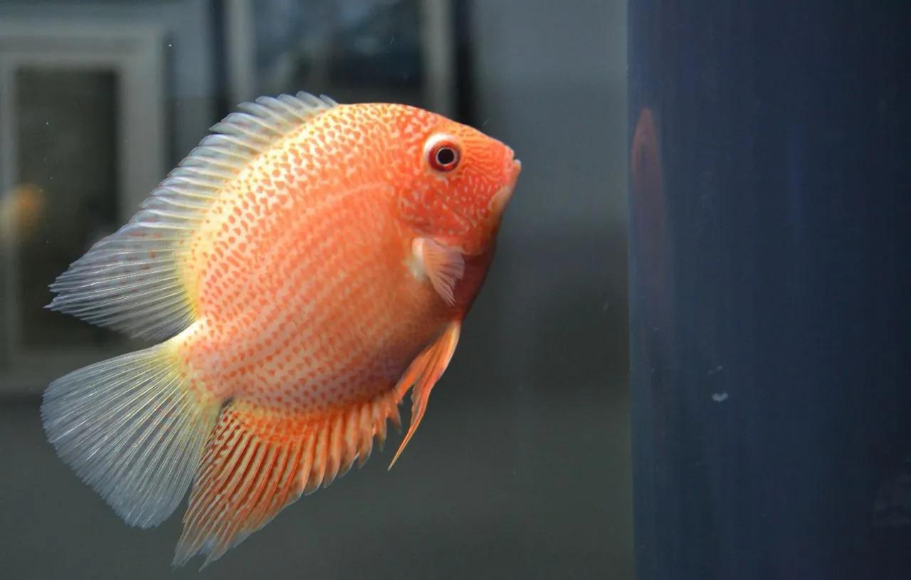 成品鱼缸上滤盒改造,制作一口鱼缸需要多少钱