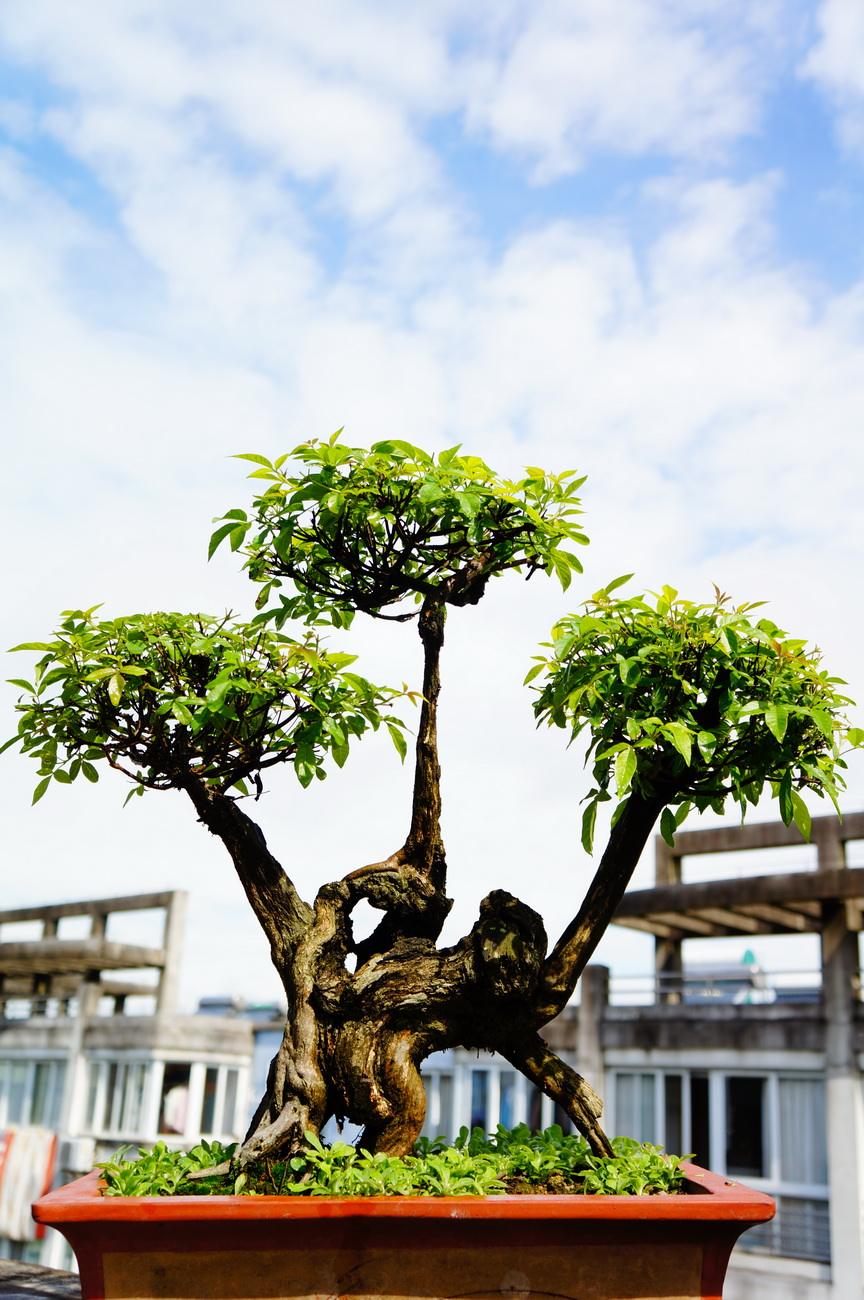 盆景掉价,为什么这几年的盆景不好卖了