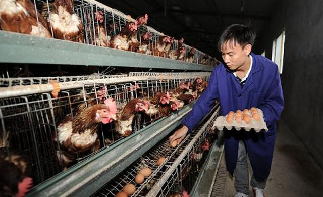 蛋鸡夏季不产蛋,蛋鸡不产蛋怎么回事