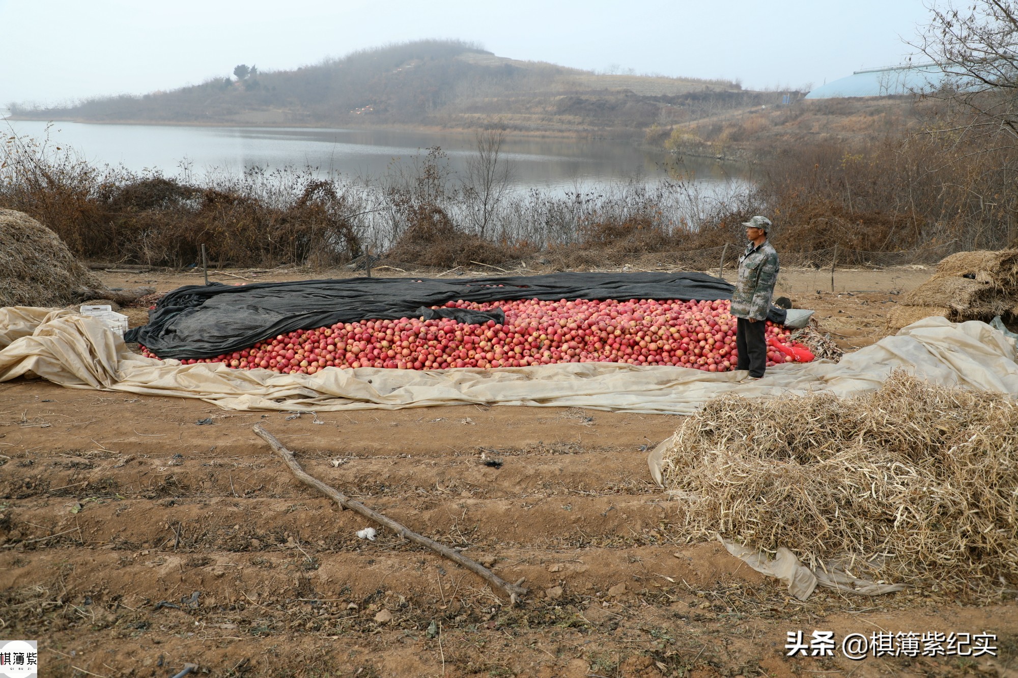 暴雨成苹果终结者？果农将4000棵果树全砍光：我不接受采访