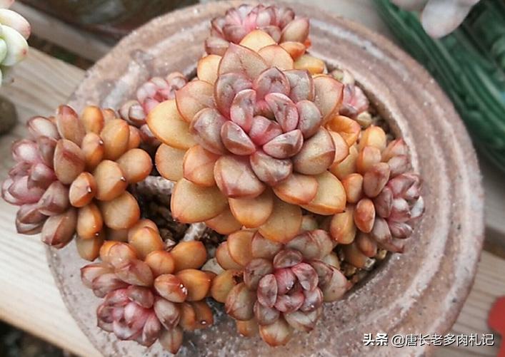 葡萄多肉怎么养才能爆侧芽,多肉葡萄的养护和繁殖方法视频