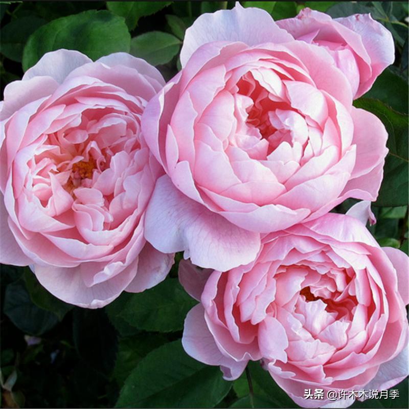 月季新手种植教程,购苗、修剪、施肥、浇水、喷药,手把手教你