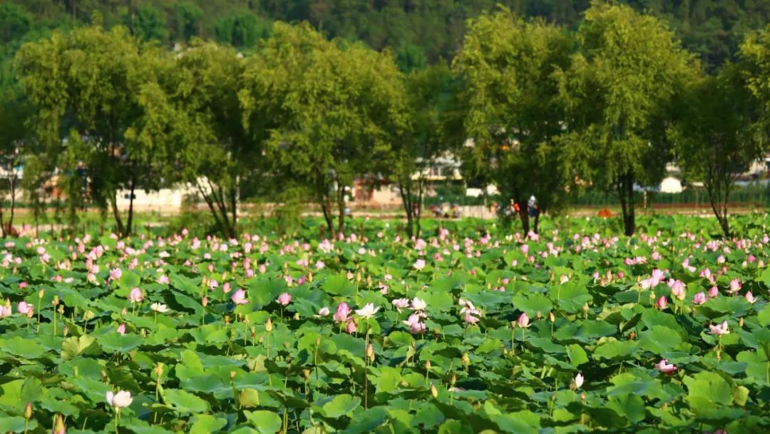 这是一个充满生机的公园怎么说,这是一个充满生机的国度朗诵