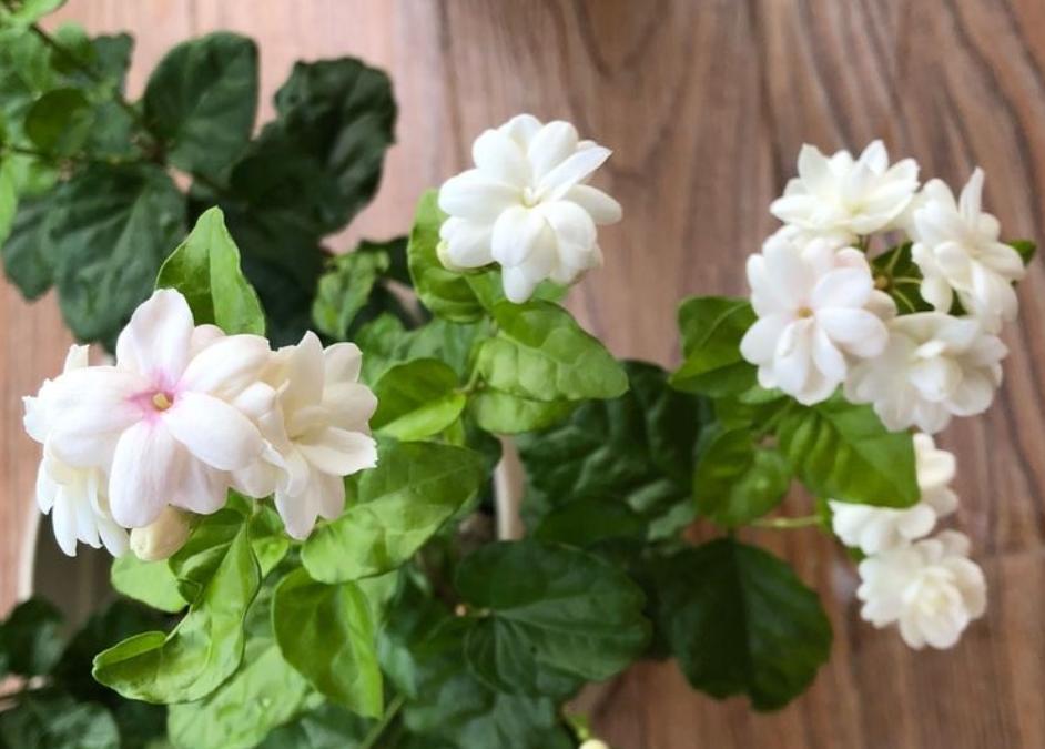 不会养文竹掌握4个方法枝叶翠绿,不会养花怎么学