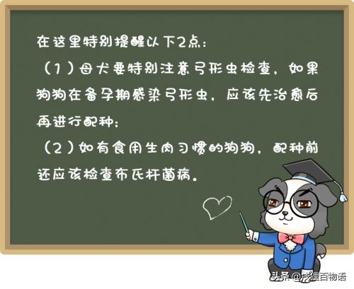狗狗繁育问题,新手狗狗的受孕过程