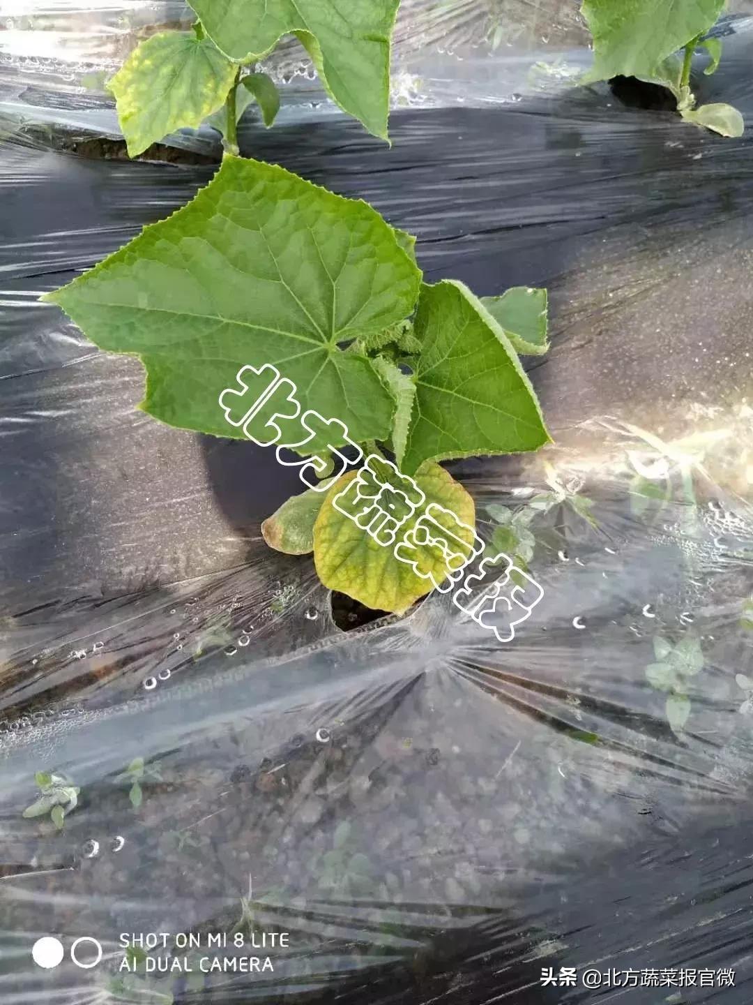 甲壳素海藻精钾滴灌冲施几天有效,甲壳素肥料里的海藻酸含量