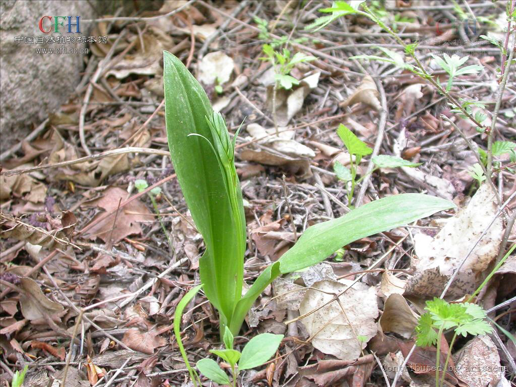 观音竹怎么养,中药材牛尾竹