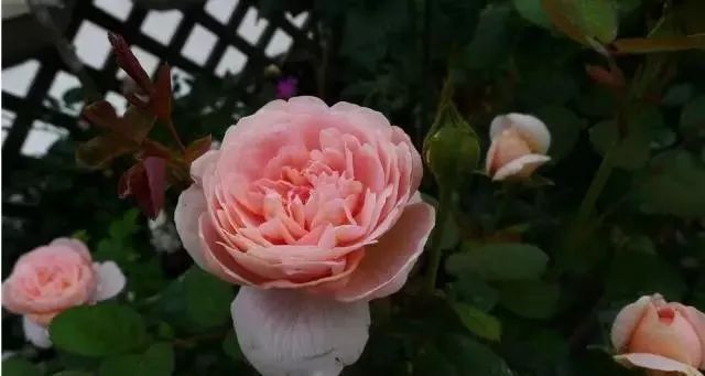 一万年一次的2020520;一起认识100种玫瑰~别送错啊