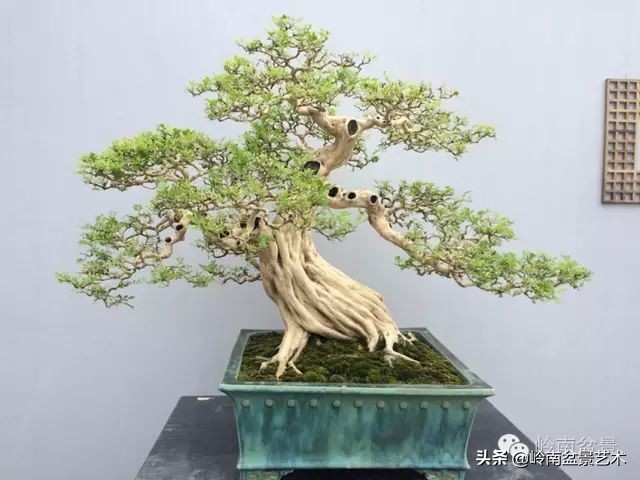 骞哥涔呬箙鐢滅敎铚滆湝,骞哥涔呬箙