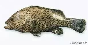 便宜常见海鲜鱼有哪些,各种名贵鱼的种类