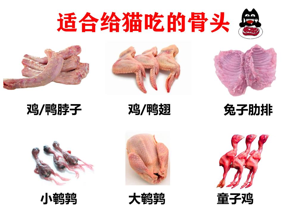 猫咪为什么不能吃骨头,猫为什么要让猫咪吃骨头