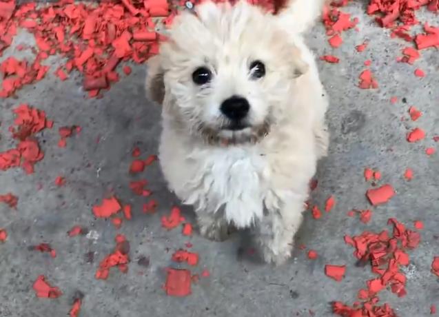 捡到一只小奶狗是什么样的品种,刚在小区里捡了一只狗是什么品种