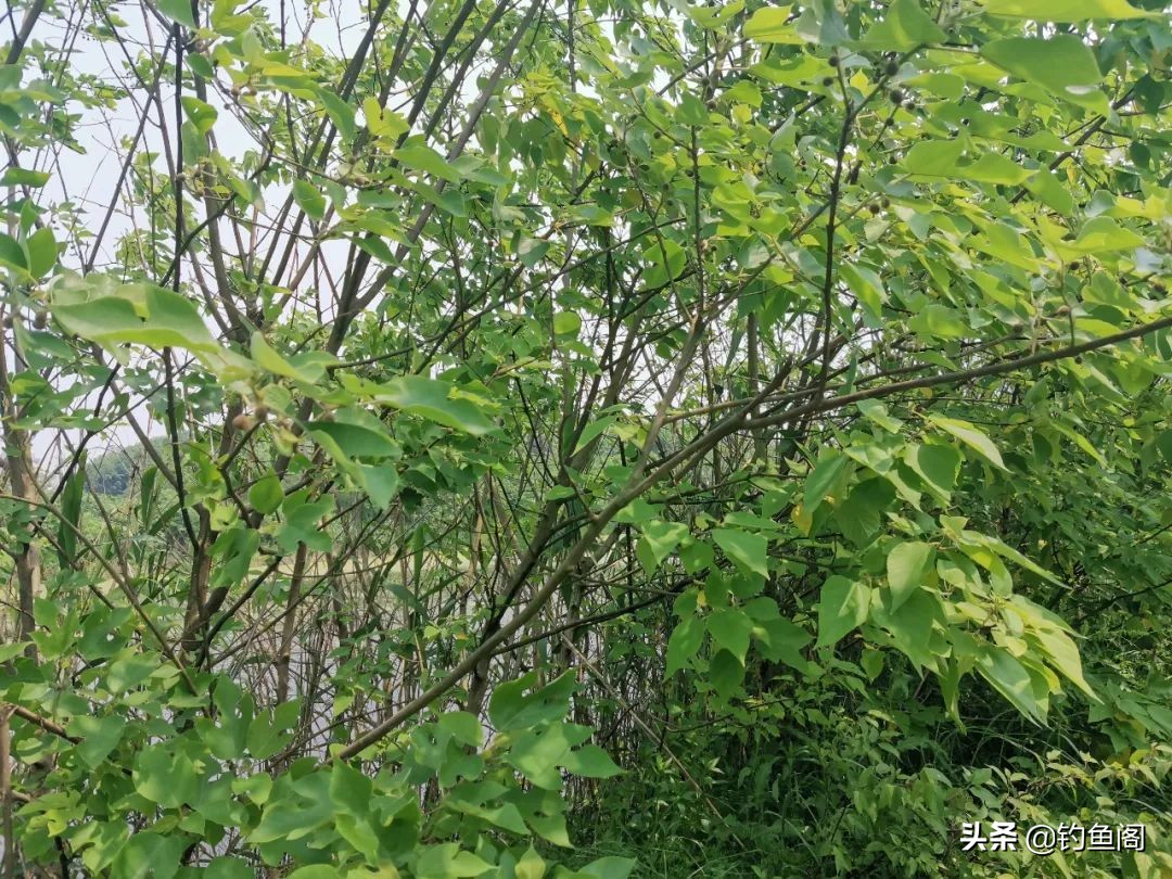 大草鱼要怎么抓,大草鱼如何守钓