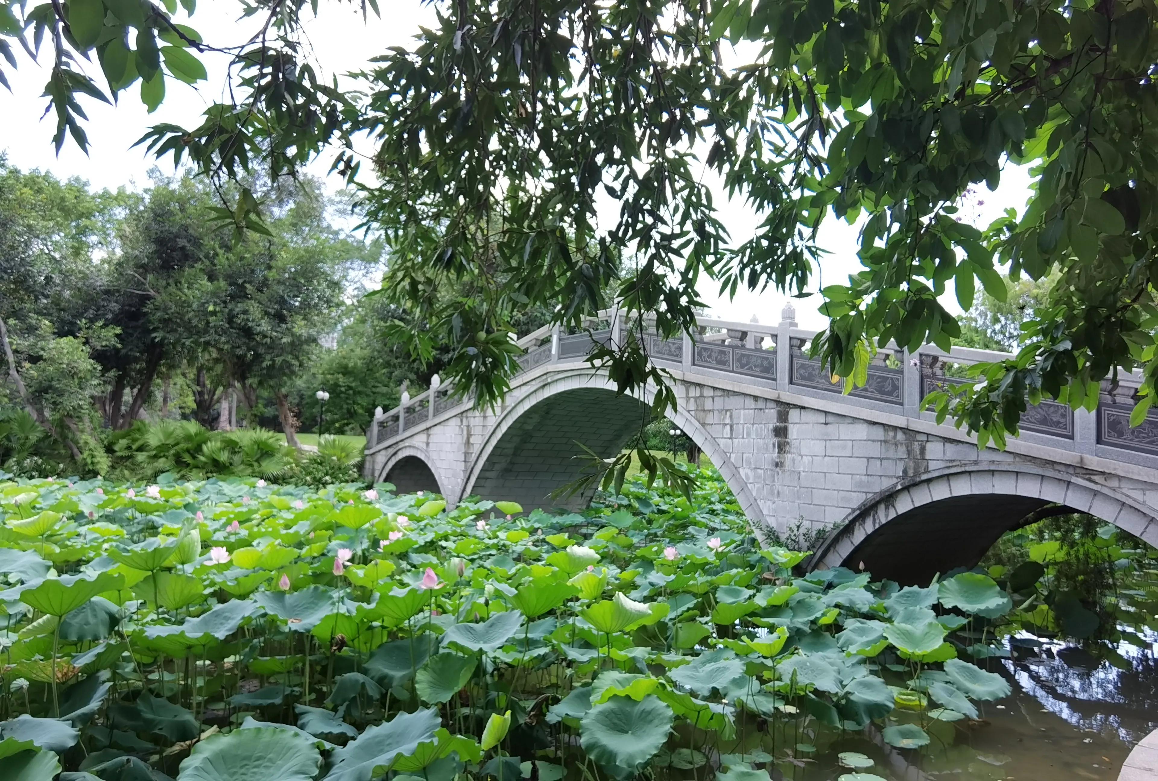 深圳洪湖公园荷花地址,深圳洪湖公园荷花排名