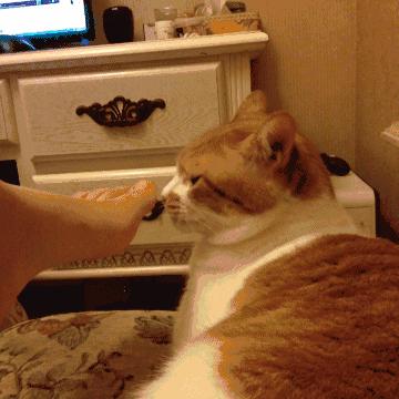 刚到家的猫咪挠门,刚到家的小猫挠我用打疫苗吗