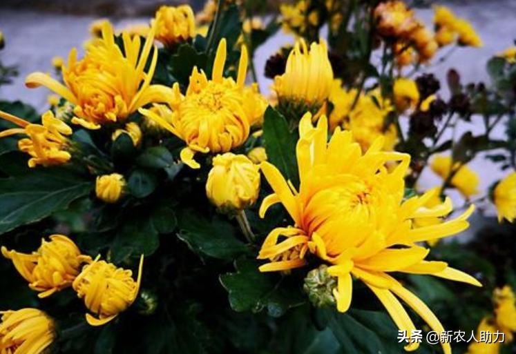 菊花叶片枯落咋回事？叶片枯落怎么办？看老农手把手教你