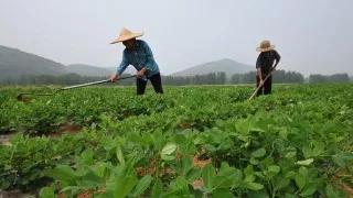 磷酸二氢钾假货是肥效不够吗,什么样的磷酸二氢钾是真的