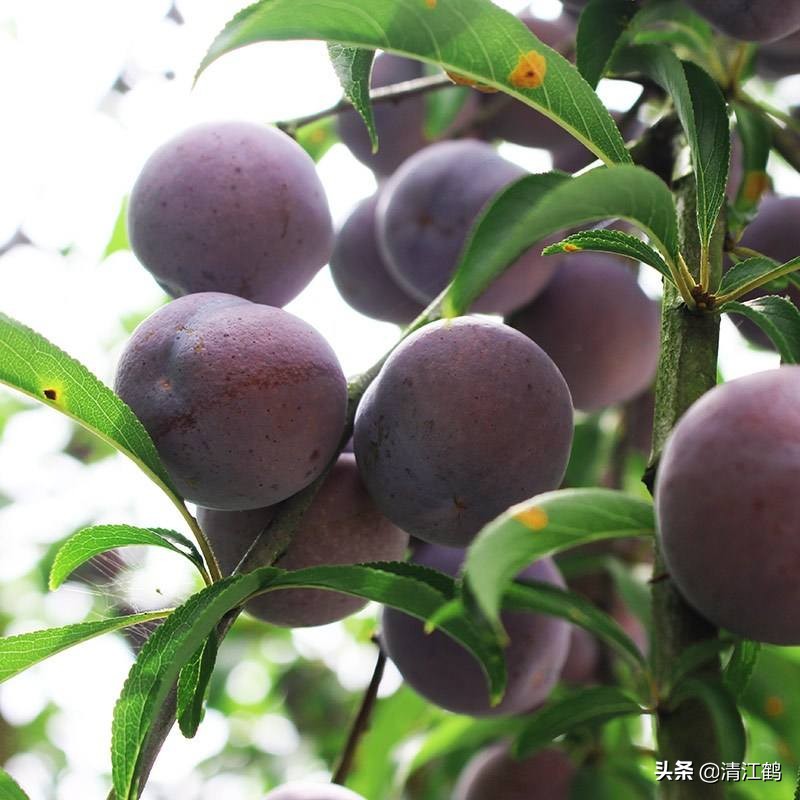 休闲农业盈利模式柱状图,休闲农业十大趋势图